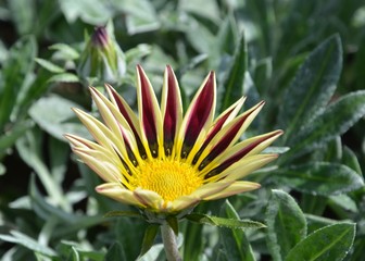 Gazanie - Gazania - Mittagsgold blüht rot auf