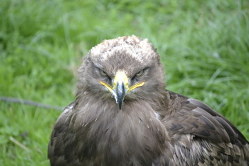 Greifvogel schaut Böse