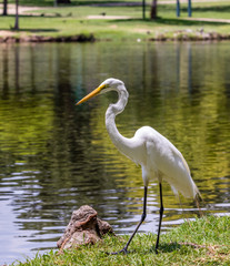 A Crane surveys the pond for fish