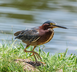 Green Heron