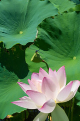 Lotus Flower