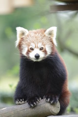 Portrait de Panda Roux - 164506243