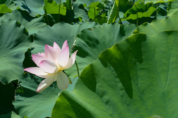Lotus Flower