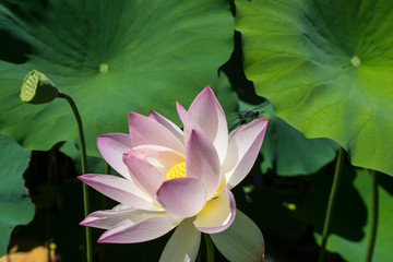 Lotus Flower