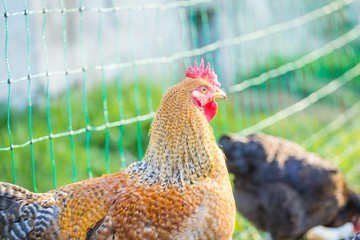 Close up of hen face