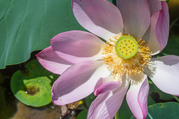 Lotus Flower