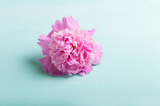 Peony. Pink peony on a turquoise background. Copyspace