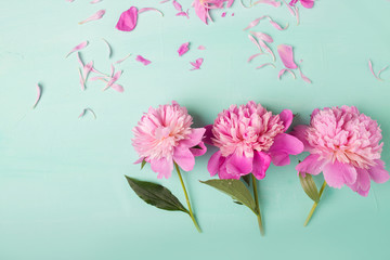 Peonies. Pink peonies on a turquoise background. Copyspace. Flower photo concept