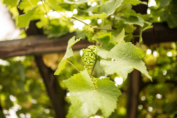 Weinberg und Trauben