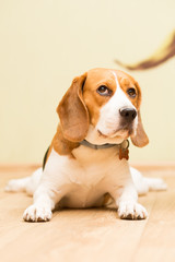 A beagle dog at the age of 2 years, a female lying on the floor and looking