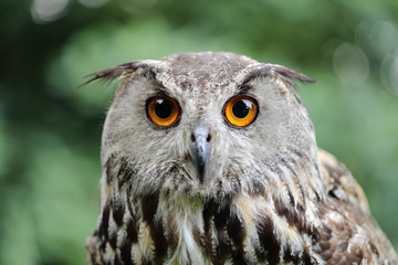 Eurasian eagle-owl 