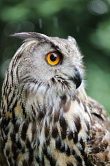 Eurasian eagle-owl 