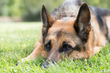 Dog Otto on grass