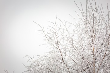 Fototapeta na wymiar Winter trees with white rime