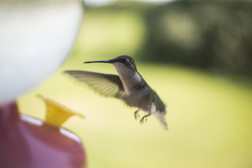 Hummingbirds feeding in the summer