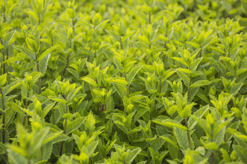 vegetable patches of fresh sweet mint leaves on cultivated land can be ussed as a background © yos_moes