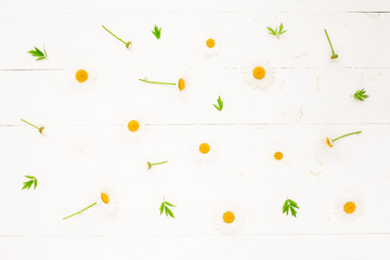 Chamomile flowers and green leaves on white rustic wooden background. Flat lay, top view