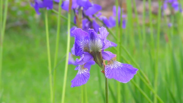 Iris flower lilac in the green garden. Decorative purple Flowers outside for decoration and design. Gardening and outdoor cultivation of beautiful flora.