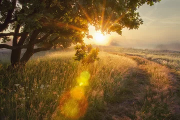 Landschaftsstrahlen der Sonne durch Äste des Baumes. Frühherbst am Morgen Sonnenaufgang Sonnenblendung © dzmitrock87