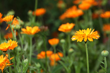 Ringelblume (Calendula officinalis)