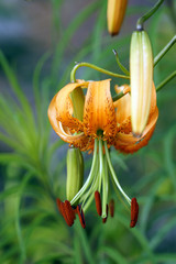 Lilie (Lilium spec.) © etfoto