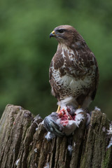 Common Buzzard (Buteo buteo)/Common Buzzard perched on prey in the centre of a forest