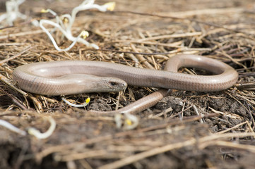 Naklejka premium Slow Worm (Anguis fragilis)/Slow Worm in long dry yellow grass stalks