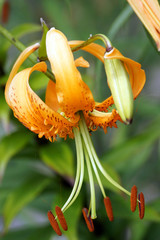 Lilie (Lilium spec.)