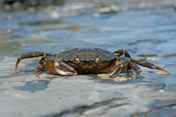 Green Shore Crab (Carcinus maenus)/European Green Crab on barnacle encrusted rock