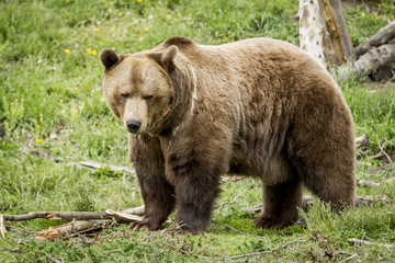 Obraz na płótnie Canvas A sideview of a captive grizzly bear in Montana.
