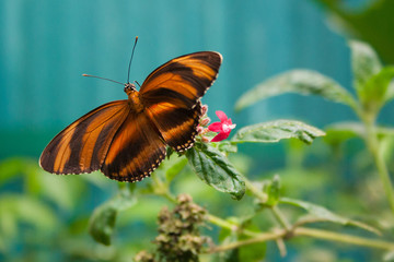 Fototapeta na wymiar Butterfly in Monteverde