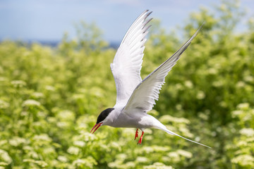 Artic Turns Farnes Island - Sterna paradisaea