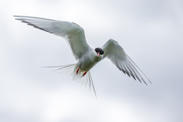 Obraz premium Artic Turns Farnes Island - Sterna paradisaea