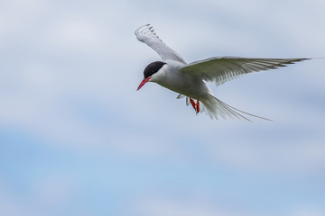 Artic Turns Farnes Island - Sterna paradisaea
