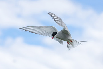 Artic Turns Farnes Island - Sterna paradisaea
