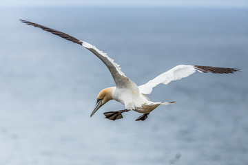 Gannet Over Cliffs At Bempton