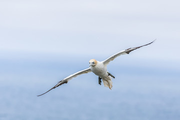 Gannet Over Cliffs At Bempton