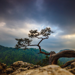 Sokolica peak in Pieniny Mountains with a famous pine at the top, Poland