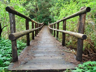 Naklejka premium Enchanted Forest Bridge