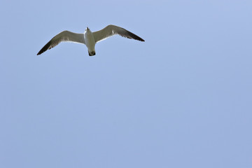 Obraz premium カモメ