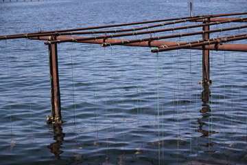 Etang de Thau