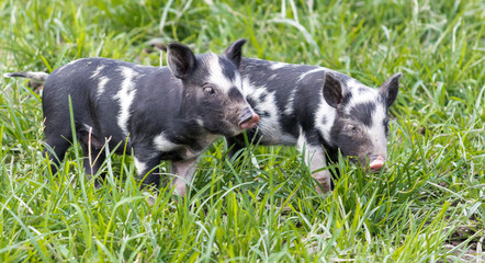 Ossabaw Island hogs