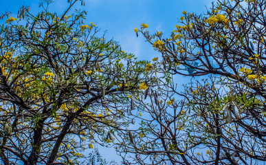 Arboles