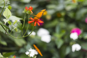 Orange butterfly spreading wings on flower