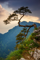 Obraz na płótnie Canvas Sokolica peak in Pieniny Mountains with a famous pine at the top, Poland