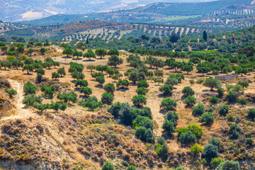 Fototapeta na wymiar olive fields on Crete Island in Greece, Cretan landscape