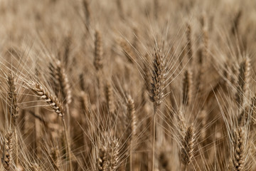 Wheat field