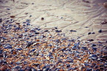 moules on the beach
