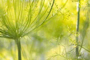 Dill Weed in Abstraction