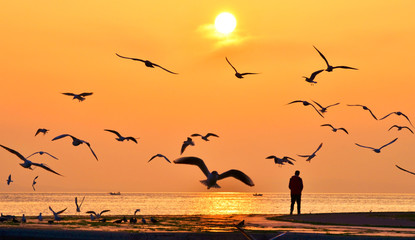 Young man walking on seashore at sunset. Birds flying around. 